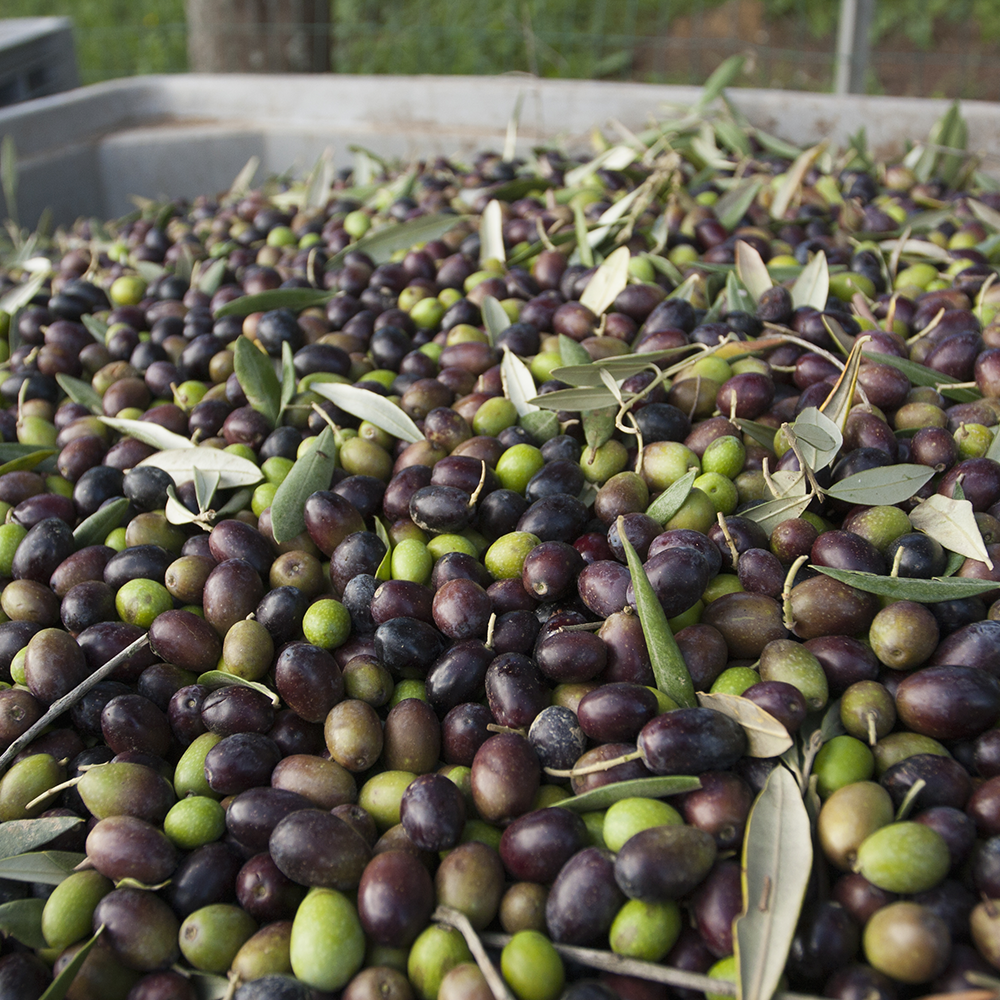 1L-33fl oz Extra Virgin Olive Oil - 100% Tuscan Italian Olives