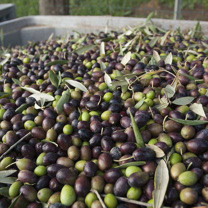 Extra Virgin Olive Oil - L'erta di Quintole - 100% Tuscan Italian Olives